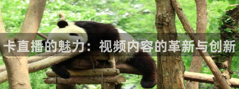 熊猫猫直播