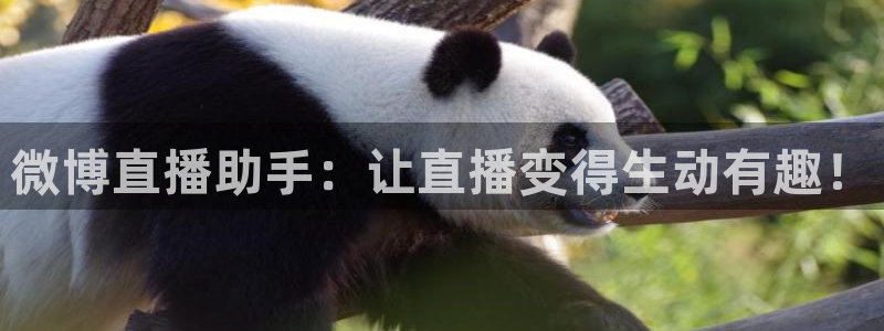 熊猫直播：微博直播助手：让直播变得生动有趣！
